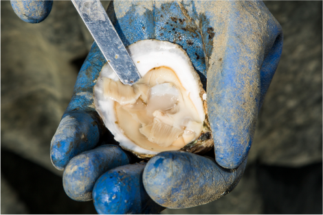 Shucking Lessons