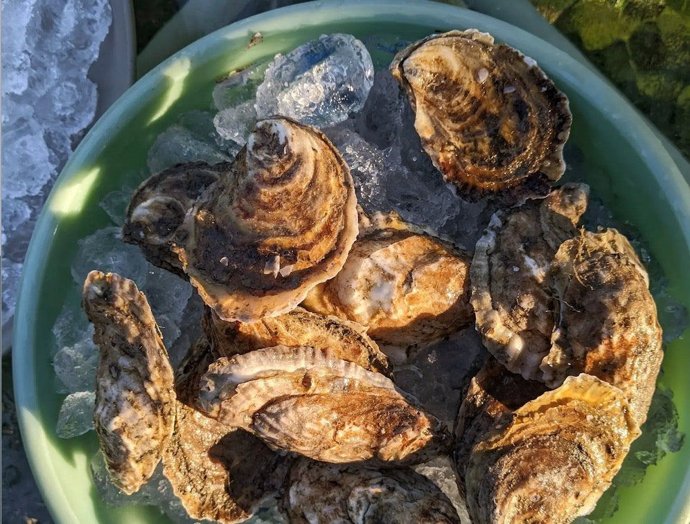 Slurp Oysters From the Eastern Seaboard