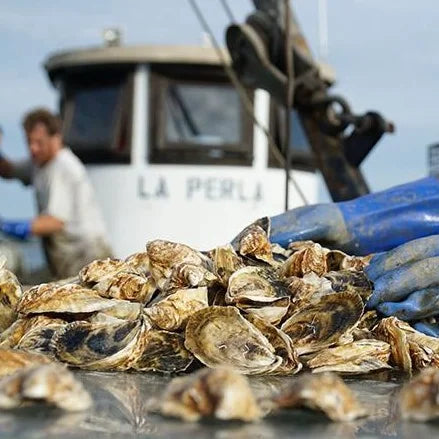 The DIY Oyster Kit (3 dozen, knife, glove, sauces, lemons)
